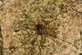 Rilaena triangularis harvestman spider from above Royalty Free Stock Photo