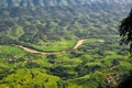 Rill pass through rice fields Royalty Free Stock Photo