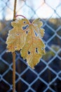 Hoar frost on worn autumn maple autumn leaf
