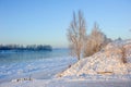 Rime on the branches in winter in a forest near a frozen river Royalty Free Stock Photo