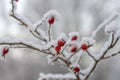 Rime covered branch of wild rose with red berries, beauty in nature