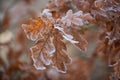 brown oak leaves on tree covered in hoar frost Royalty Free Stock Photo