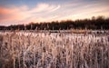 Rime covered bulrush vegetation along the banks of an icy river Royalty Free Stock Photo