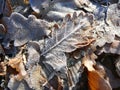 Rime covered fallen leaves