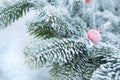 Rime covered fir branches with a rose hip in winter