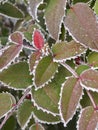 Rime covered leafs