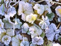 Rime covered round grass plant leaves autumn colored in first sunbeams of day in cold autumn morning in macro view Royalty Free Stock Photo