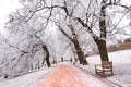 Rime covered trees in a city park