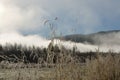 Rime and frost covered light brown straws