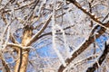 Rime ice snow tree branches texture background, close-up Royalty Free Stock Photo