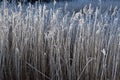 Rime on reeds.