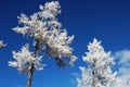 Rime in winter Royalty Free Stock Photo