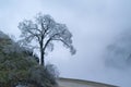 Rime, winter snow-covered tree by road, the valley covered by fog, hazy scenery Royalty Free Stock Photo