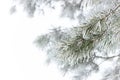 Rimed pine branch with hoarfrost on white fogged snow background, beautiful christmas and new year frame