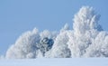 Rimed trees Royalty Free Stock Photo