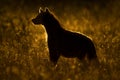 Rimlit spotted hyena faces left in grass Royalty Free Stock Photo