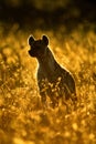 Rimlit spotted hyena sits in long grass Royalty Free Stock Photo
