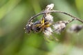 Rimmed hunting spider - macro