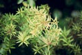 Closeup image of Totara tree leaves. Royalty Free Stock Photo