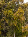 Rimu Tree Native to New Zealand