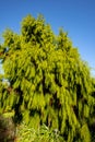Rimu Tree Royalty Free Stock Photo
