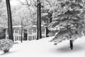 Rime Ice Crystals on Tree Branches, George Williams College Royalty Free Stock Photo