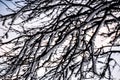 Rime Ice Crystals on Tree Branches by Lake Geneva, WI Royalty Free Stock Photo