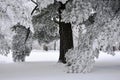 Rime Ice Crystals on Trees at Yerkes Observatory Royalty Free Stock Photo