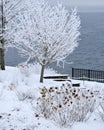 Rime Ice Crystals on Tree Branches by Lake Geneva, WI Royalty Free Stock Photo