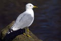 Ring-billed Gull Royalty Free Stock Photo