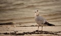 Ring-billed Gull