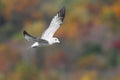 Ring-billed Gull In Autumn Royalty Free Stock Photo