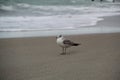 Ring Billed Gull bird on Indialantic beach Florida Royalty Free Stock Photo