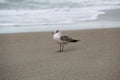 Ring-billed Gull bird molt in its first winter plumage on the beach in Indialantic Florida Royalty Free Stock Photo