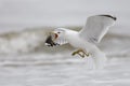 Ring-billed Gull calling as it prepares to land - Jekyll Island, Georgia