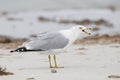 Ring-billed Gull calling on a beach - Florida Royalty Free Stock Photo