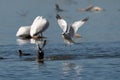 A Ring-billed Gull chasing an American Coot through the water