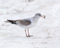 Ring Billed Gull eats bread near the Kankakee River near the damn in Wilmington, Illinois Royalty Free Stock Photo