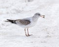 Ring Billed Gull eats bread near the Kankakee River near the damn in Wilmington, Illinois