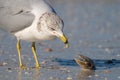 Ring-Billed Gull Eats Sunray Venus Clam at Honeymoon Island State Park in Florida Royalty Free Stock Photo