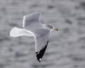 Ring Billed Gull flies over the Kankakee River near the damn in Wilmington, Illinois