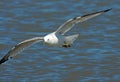 Ring Billed Gull in Flight Royalty Free Stock Photo