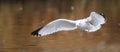 Ring Billed Gull in Flight Royalty Free Stock Photo