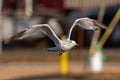 Ring-billed Gull In Flight Royalty Free Stock Photo