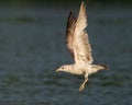 Ring-billed Gull Royalty Free Stock Photo