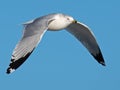 Ring-billed Gull in Flight Royalty Free Stock Photo