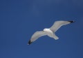 Ring-billed gull in flight against a blue sky Royalty Free Stock Photo