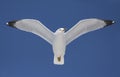 Ring-billed gull in flight against a blue sky Royalty Free Stock Photo