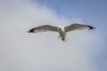 Ring-billed Gull in Flight - Florida Royalty Free Stock Photo
