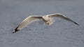 Ring-billed Gull in flight Royalty Free Stock Photo